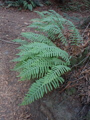Polypodium calirhiza
