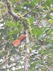 Rhipidura nigrocinnamomea