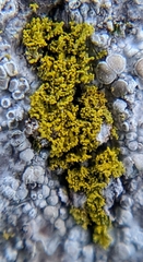 Polycauliona candelaria