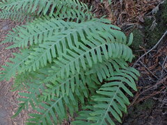 Polypodium calirhiza