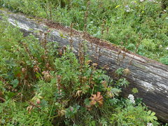 Sidalcea hendersonii