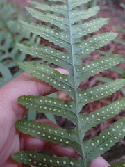 Polypodium calirhiza