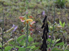 Crotalaria