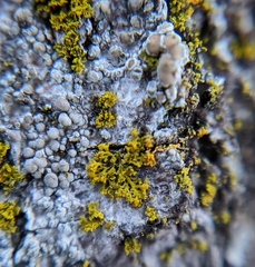 Polycauliona candelaria