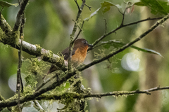 Cossyphicula roberti