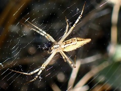Argiope protensa