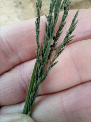 Diplachne fusca