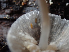 Onychiurinae