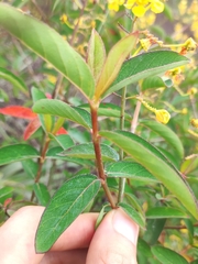 Malpighiaceae