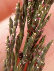 Diplachne fusca