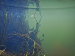 Lepomis gibbosus × macrochirus