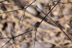 Catorhintha selector