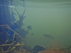 Lepomis gibbosus × macrochirus