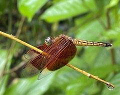 Neurothemis ramburii
