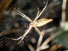 Argiope protensa