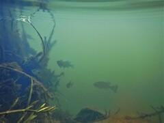 Lepomis gibbosus × macrochirus