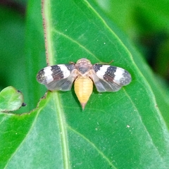 Coelidiinae