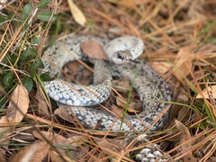 Coluber constrictor anthicus