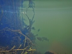 Lepomis gibbosus × macrochirus