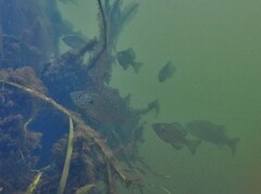 Lepomis gibbosus × macrochirus