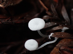 Hemimycena
