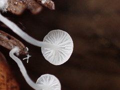 Hemimycena