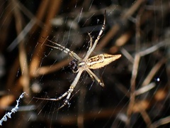 Argiope protensa