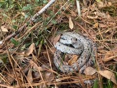 Coluber constrictor anthicus