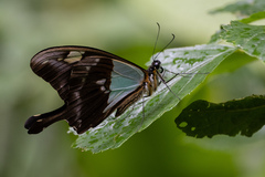 Papilio phorcas