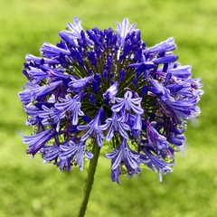 Agapanthus praecox