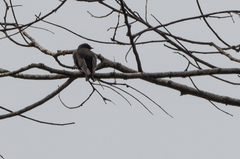 Psalidoprocne pristoptera