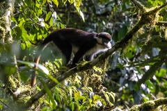 Cercopithecus ascanius schmidti