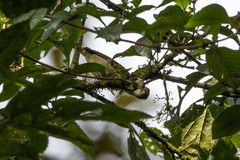 Nectariniidae
