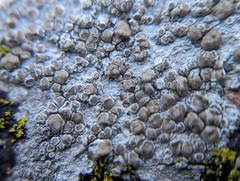 Lecanora rupicola