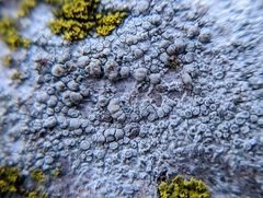 Lecanora rupicola