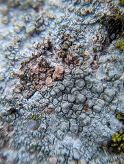 Lecanora rupicola