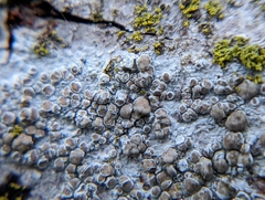 Lecanora rupicola