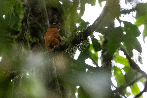 iNaturalist image