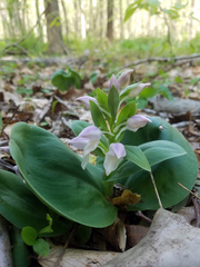 Galearis spectabilis