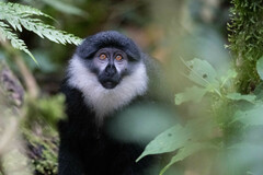 Allochrocebus lhoesti