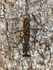 Liturgusa