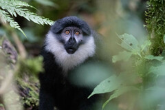 Allochrocebus lhoesti