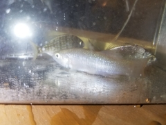 Fundulus grandis