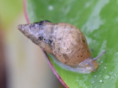 Bulimulus