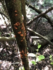 Anthracophyllum discolor