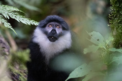 Allochrocebus lhoesti