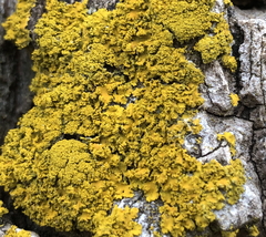 Xanthomendoza ulophyllodes