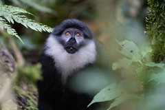 Allochrocebus lhoesti