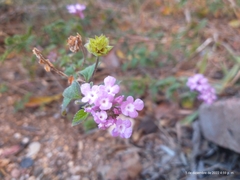 Lantana achyranthifolia