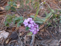 Lantana achyranthifolia